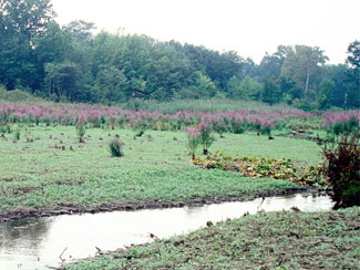 Purple Loosestrife