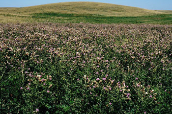 Canada Thistle