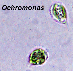 Ochromonas sp.