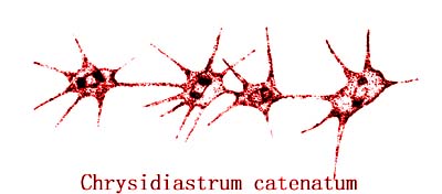 Chrysidiastrum catenatum