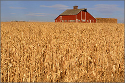 Photo of a barn in a cornfield.