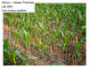 China corn photo