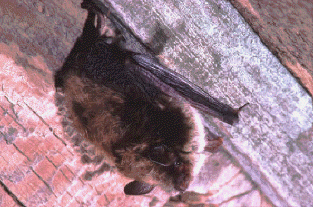 Brown Bat 