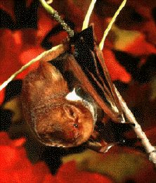 A male red bat rests in a maple tree.
