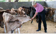 Daniel Nunez, president of the Cattle Raising Commission of Nicaragua, tends to his 