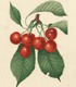 Prunus avium Waterhouse