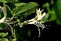 View a larger version of this image and Profile page for Lonicera japonica Thunb.