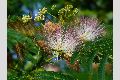 View a larger version of this image and Profile page for Albizia julibrissin Durazz.