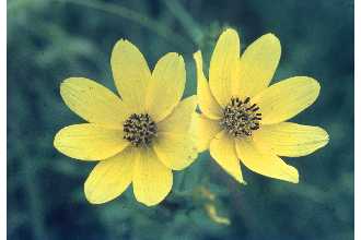 Photo of Bidens coronata (L.) Britton