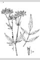 View a larger version of this image and Profile page for Bidens coronata (L.) Britton