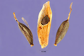 Photo of Cyperus odoratus L.