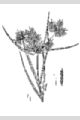 View a larger version of this image and Profile page for Cyperus odoratus L.