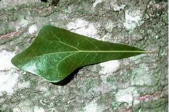 Photo of Quercus nigra L.