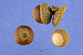 View a larger version of this image and Profile page for Quercus nigra L.
