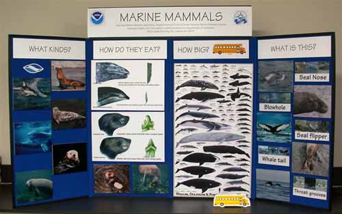 marine mammal exhibit