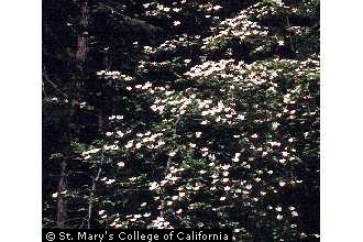 Photo of Cornus nuttallii Audubon ex Torr. & A. Gray