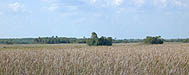 panoramic photo of tree islands and sawgrass