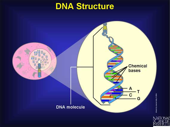 DNA Structure