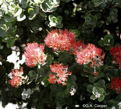 Photo of Metrosideros polymorpha Gaudich. var. polymorpha. Common name is 'ohi'a lehua. This is the most abundant and widespread tree in Hawaii. Photo copyright G.A. Cooper. Courtesy of Smithsonian Institution, Department of Systematic Biology-Botany.