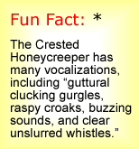 Fun Fact: