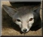 San Joaquin kit fox, Carley Sweet, FWS
