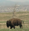 Bison On The Refuge: Photo Credit Lorenz Sollmann, USFWS