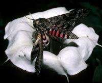 Picture of Pink-spotted hawk moth. Photograph by Dr. Robert Raguso.