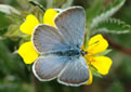 Karner Blue butterfly.