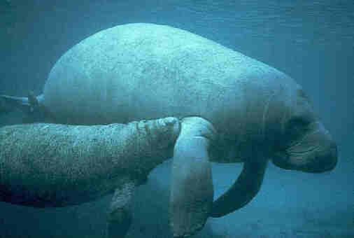 manatees