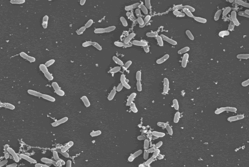 Life of a permafrost bacterium: Psychrobacter 273-4 reveals ways to adapt