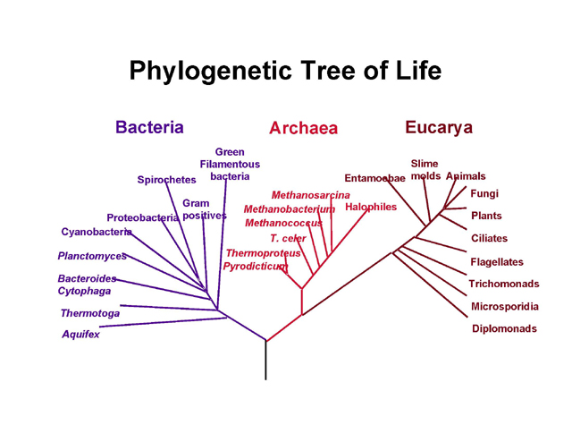 The Ring of Life Provides Evidence for a Genome Fusion Origin of Eukaryotes