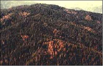 aerial view of several clusters of trees killed by Douglas-fir beetle; photo by Oregon Department of Forestry