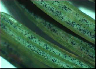 dark fruiting bodies on the underside of a needle; photo by Oregon Department of Forestry