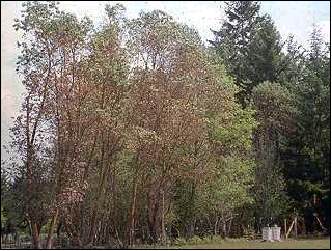 Madrones with discolored foliage; photo by Washington Department of Natural Resources