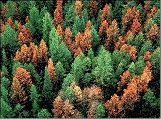aerial view of lodgepole pines killed by mountain pine beetle; photo from FIDL#2, USDA Forest Service, Amman et al. 1989