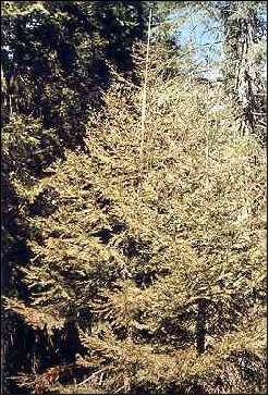 defoliated tree; photo by Washington Department of Natural Resources