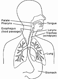 Illustration: Profile showing location of Pharynx, palate, esophagus, tongue, larynx, trachea, lungs, and stomach