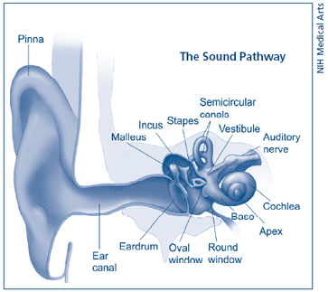 Illustration showing the sound pathway.