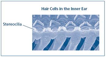 High resolution hair cells of the inner ear