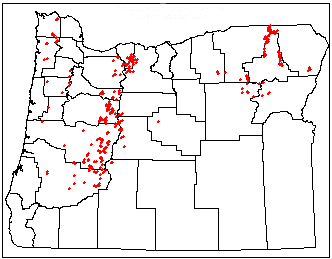 map showing balsam woolly adelgid detections in 2000; map by Mike McWIlliams, Oregon Department of Forestry