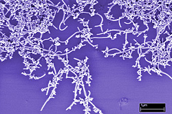 photo of nanotubes