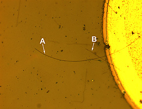 micrograph of a complete nanowire LED with the end contact. There is a bright circular section that is a metal post from which the nanowires are aligned