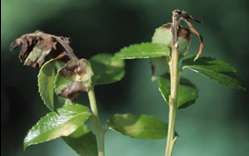 Leaf blotch and shoot dieback on evergreen huckleberry caused by Phytophthora ramorum.