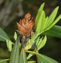 Flower and shoot dieback of Pacific rhododendron caused by P. ramorum