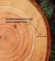 Reduction in the last 5 years of radial growth increment of Douglas-fir caused by Swiss needle cast