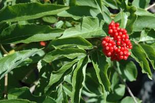 red elderberry