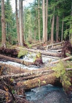 Photo of many trees blown down by strong winds