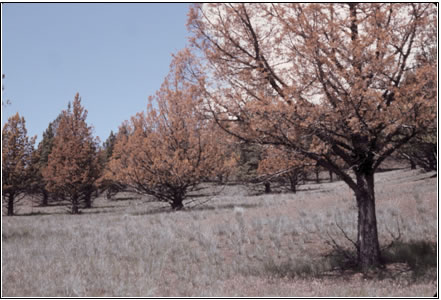 Western juniper damaged by low temperatures in October 2002; photo by Oregon Department of Forestry.