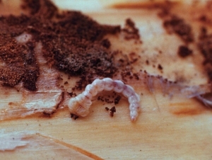 flatheaded fir borer larva; photo by Oregon Department of Forestry