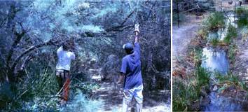 Members of the White Mountain Apache Tribe remove invasive salt cedar to restore natural flows to a dewatered spring